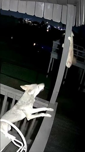 CAUGHT ON CAMERA: Cat vs Coyote #shorts