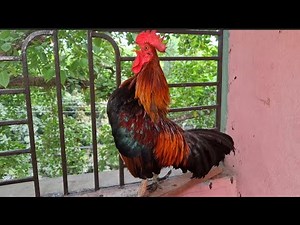 Rooster calling sounds