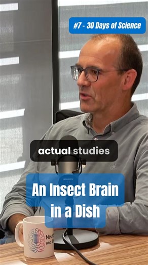 How is an insect brain studied in a petri dish?