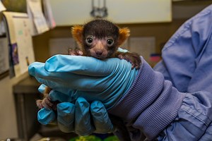 Zoo Welcomes First Baby Red Ruffed Lemur in 13 Years