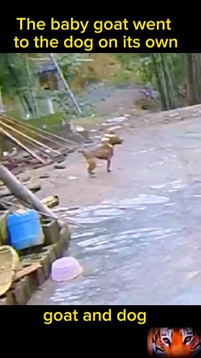The baby goat went to the dog on its own# dog and goat #fun_animals9 #dog #goat #animals #animalsoftiktok #fyp #foryou