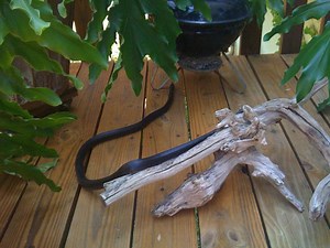 Worried About Snakes? Here Is What You Need to Know