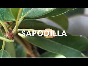 GROWING A NEW SAPODILLA TREE IN NORTHERN CALIFORNIA | CHIKU | Chico Sapote )