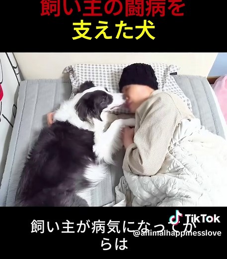 TikTokで動物の幸福さんをチェック！