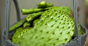 Ecopinta, pintura ecológica hecha con nopal