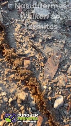 🚶‍♂️ While walking the dog through Seven Hills Reserve, Rowan spotted a trail of termites boldly marching across the walking track! These little builders are Nasutitermes walkeri — known for their aggressive foraging habits. It’s not unusual to see them construct long protective tubes over hard surfaces like this. They usually come from large, dark, arboreal (tree) nests nearby — nature’s own construction crew at work! 🐜🌳 #ConquerTermites #BrisbaneWildlife #TermiteFacts #SevenHills | Conquer 