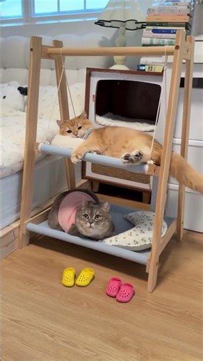 These Cats Living Their Best Life😺✨#cat #catlovers #funnycats