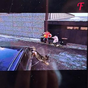 18K views · 249 reactions | Clever dog thwarts plan (For entertainment purposes only. Consult professionals if guidance on activities is presented. No brand affiliation is implied if any are shown. If inspired by true events, creative adaptations may be included. Content may include public footage.) | Fabiosa Life Stories | Facebook