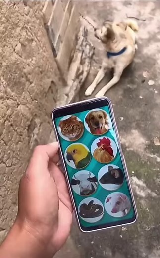 Your Dog's Voice: Dog Translator App #trending #tiktok #dogtok #itsadogslifealright #viral #animals | Earth's Artistry