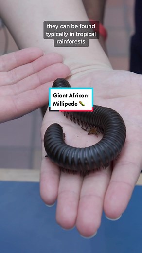 We’re not pulling your leg — the #GiantAfricanMillipede is one of the largest millipede species on the planet! 🐛🦵 The giant African millipede is one of the largest millipede species in the world, with a fascinating array of adaptations. These creatures are native to Africa and can be found primarily in tropical rainforests, where they play an important role in breaking down dead plant matter. One of their most unique features is their multitude of legs, which can number up to 500. Unlike centi