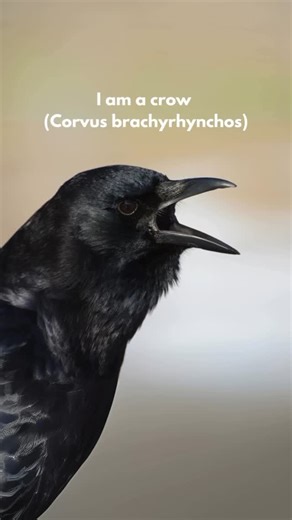 Crows of IG on Instagram: "Ravens vs. Crows: What’s the Difference? 🐦 Ravens and crows are often confused, here’s a few ways you can tell them apart: 🪶 Size: Ravens are noticeably larger, about the size of a hawk, while crows are closer to the size of a pigeon. 🌟 Tail Shape: A raven’s tail forms a wedge or diamond shape when spread, while a crow’s tail looks more fan-shaped. 🗣️ Call: Ravens have a deep, croaky call, often described as a “gronk,” whereas crows have a higher-pitched “caw.” 🧠 