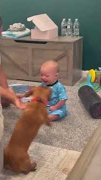 Baby Meets First Dog Ever and Has Heartwarming Reaction [Viral Video]
