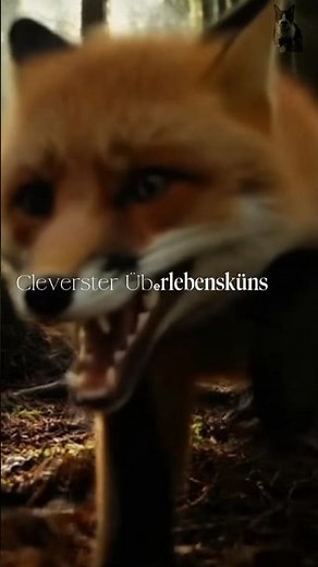 Rotfuchs in Deutschland 🦊 | Überraschende Fakten!