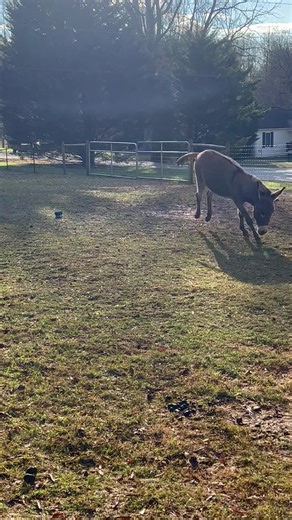 When the Brush Becomes a Chew Toy: Donkey Shenanigans
