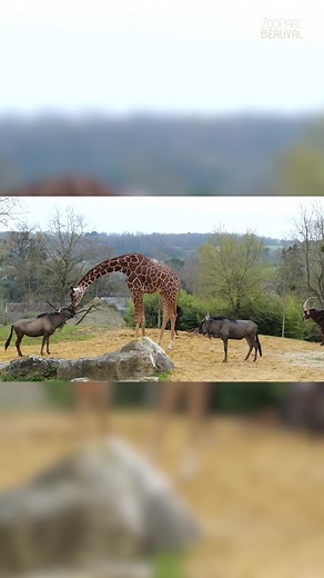 Découvrez les animaux de la savane au Zoo de Beauval