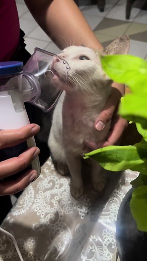 Portable Nebulizer for Cats with Asthma: A Game Changer!