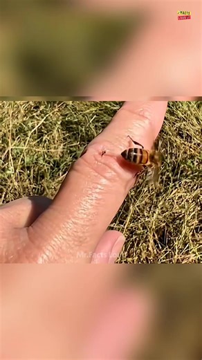Why Do Bees Die After Stinging?