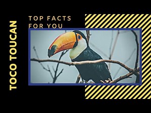 Toco toucan facts 🦜 Common Toucan 🦜Giant Toucan 🦜 largest toucan 🤩 found in South America