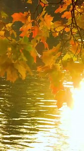 Indie Folk music for the weekend... | Tim Janis