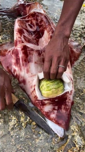 Why is there FRUIT inside this Squid? 🍎