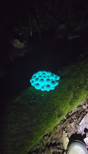 Field Notes: October 24, 2025 Location: Monteverde Cloud Forest Reserve, Costa Rica Encounter Summary: The night in the cloud forest is a profound and absolute blackness, a velvet void where the only light is what life itself creates. I was following a trail, my headlamp off to let my eyes adjust, when I saw it: a cluster of what I thought were bioluminescent mushrooms, glowing on the forest floor like a fallen constellation of turquoise fire. It was a perfect, silent, and beautiful colony. I cr