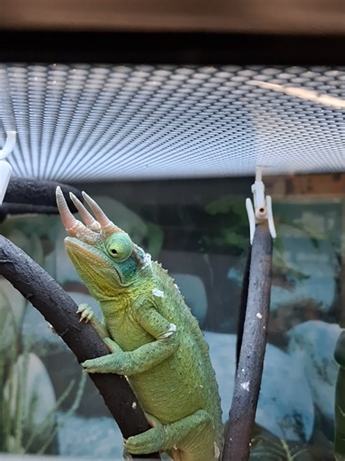 Chameleon lizard at petco pet store , great barrington massachusetts