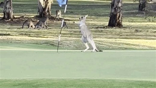 'This guy's not happy with his round': Kangaroo takes on flag at Canberra golf course