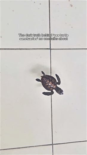 Over the years I've witnessed many ethical and unethical sea turtle projects. Sea turtles need protection, not exploitation. Around the world, “conservation” projects look the same on the surface… but behind the scenes, some are doing real harm. Here’s how to tell the difference 👇 🐢 Ethical Sea Turtle Projects ✨ Protect wildlife, not profit. 🔹 No touching, hugging, or handling turtles 🔹 No swimming interactions 🔹 Hatchlings are released at night, when it’s safe 🔹 Beaches stay dark quiet 🔹