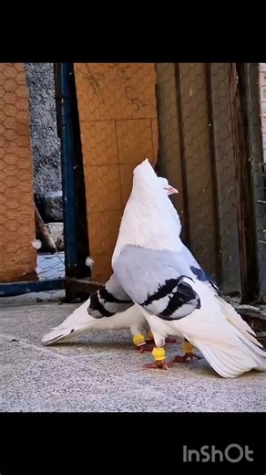 Understanding Pet Pigeons: Care and Training Tips