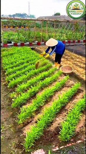 How to Grow and Harvest Water Spinach (Kangkong) | Complete Step-by-Step Guide