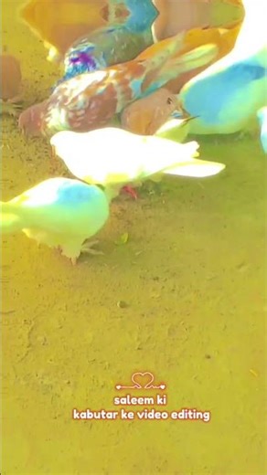 kabutar ke video editing slowed song #kabutar My ke video you tube subscribe karo #pigeonllover