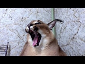 Big floppa Gosha compilation