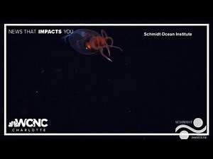 Colossal squid captured on video for the first time