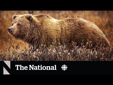 Grizzly bear attack kills couple in Banff National Park