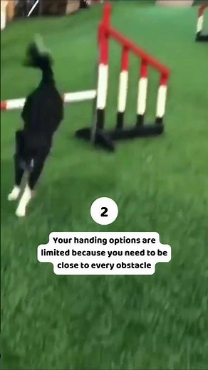 3 signs you should learn more distance skills for dog agility
