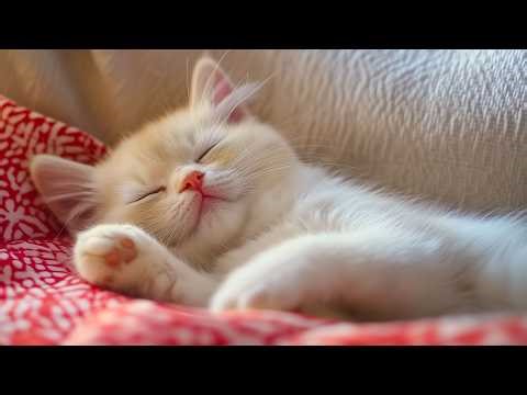 The Sweetest Cat Lullaby Tracks - Relaxing Music for Cats Go to Sleep, ASMR Cat Meowing Sounds