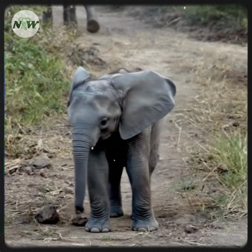 72K views · 7.5K reactions | A baby elephant's brave charge at tourists quickly turns into a retreat to its mother | I Love Elephants | Facebook