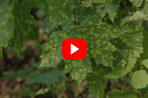▶︎ Watch: Strategies for Identifying and Managing Plant Diseases