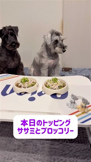 【れおぱおチャンネル】カリカリご飯にふんわりササミを盛り付けて刻んだブロッコリーを乗せる丼🐶 #れおぱおチャンネル #トッピング