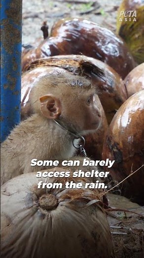 PETA Reveals Baby Monkeys Chained and Abused in Thai ‘Training Schools