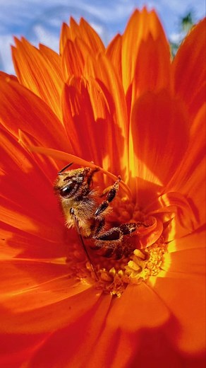 8.5K views · 73 reactions | I’m teaching a bee photography class on...