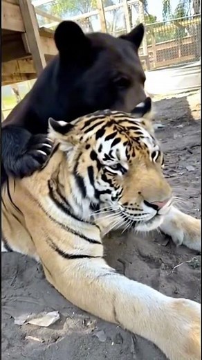 Bear Annoys His Tiger Friend 🐻😂🐅 #FunnyAnimals #UnlikelyFriends #BearAndTiger #Cute #goofballs