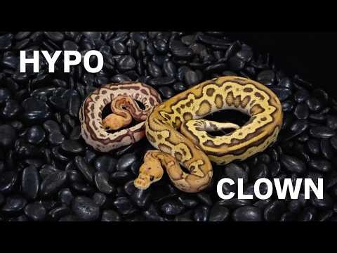Hypo Clown The Best Of Both Worlds!