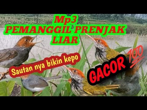 Mp3 PEMANGGIL PRENJAK LIAR. GACOR💯sautannya bikin kepo