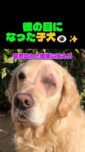 盲目の犬に奇跡が…子犬が見せた本当の愛😭 #感動 #犬 #ゴールデンレトリバー #奇跡 #友情 #盲導犬 #動物 #泣ける #愛犬 #ハッピーエンド