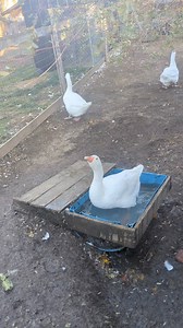 Embden geese 🪿 | Cajun Creek Farm