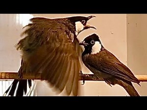 White-Eared Bulbul Courtship Display | Male Behaviour