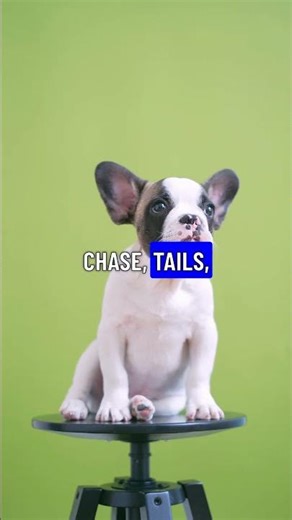 Doggy Bloopers: A Tail of Laughter