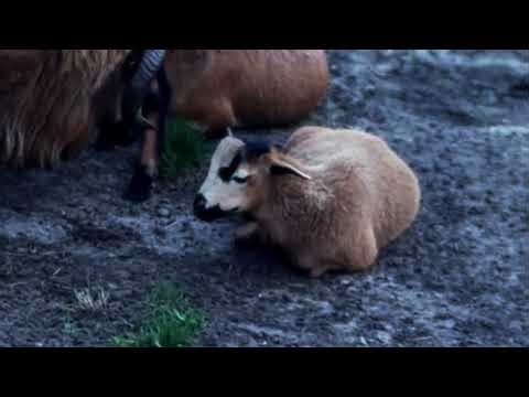 Animals with Instruments | Singing on the Farm (live performance)