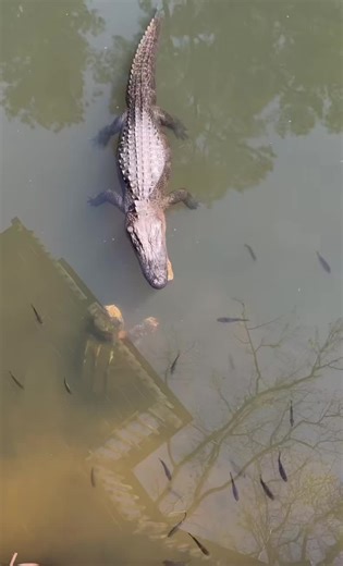 The Majestic Snapping Turtle: Nature's Beloved Boss